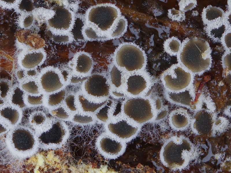 Eriopezia caesia Eriopezia caesia